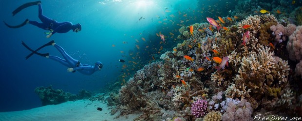 Eel Garden. Dahab