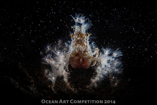 Nonna Pokras "Electric Spider Crab" Shot in Tulamben, Bali