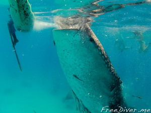 Ныряние с китовыми акулами на о.Себу