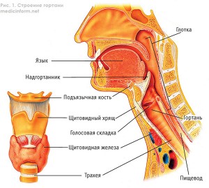 лягушачье дыхание что это. Смотреть фото лягушачье дыхание что это. Смотреть картинку лягушачье дыхание что это. Картинка про лягушачье дыхание что это. Фото лягушачье дыхание что это