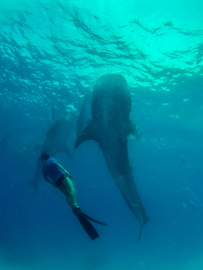 фридайвинг с китовыми акулами