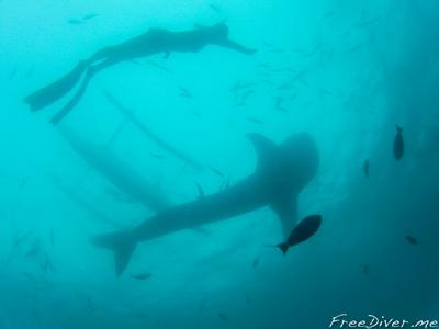Фридайвинг с китовыми акулами