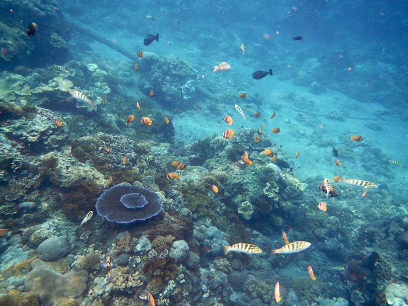 Подводный мир Нуса Лембонган